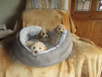 Cavapoo pups